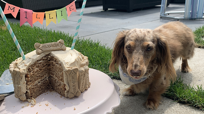 Dog_cake_2.jpg