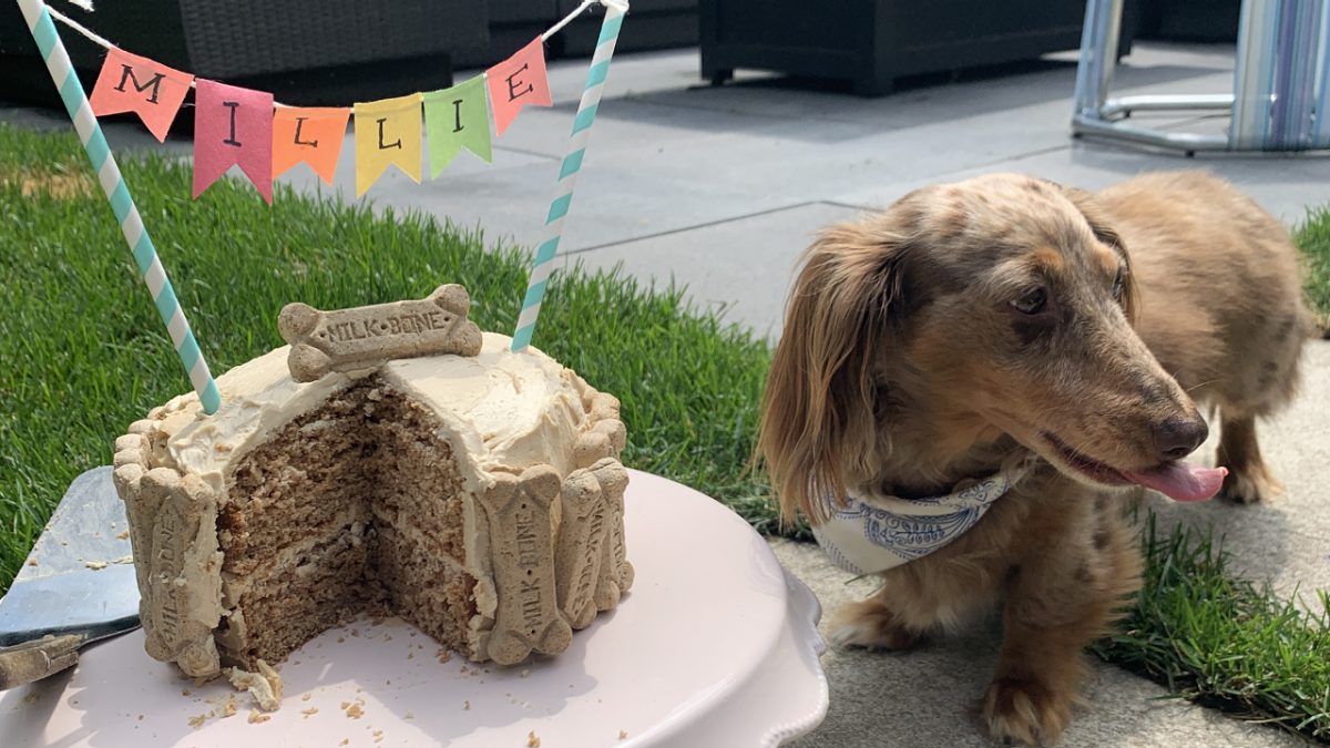 How to throw a Pinterest-worthy DIY pet party