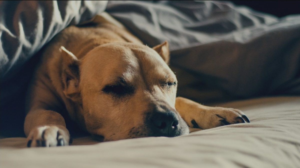 Why letting your dog sleep in your bed might be a bad idea