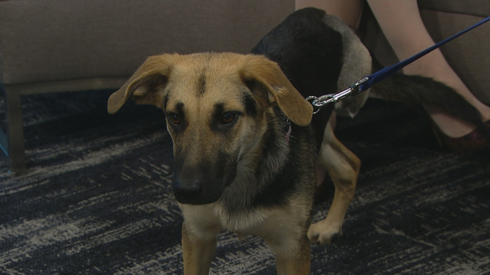 Darci the three-legged dog is looking for a home