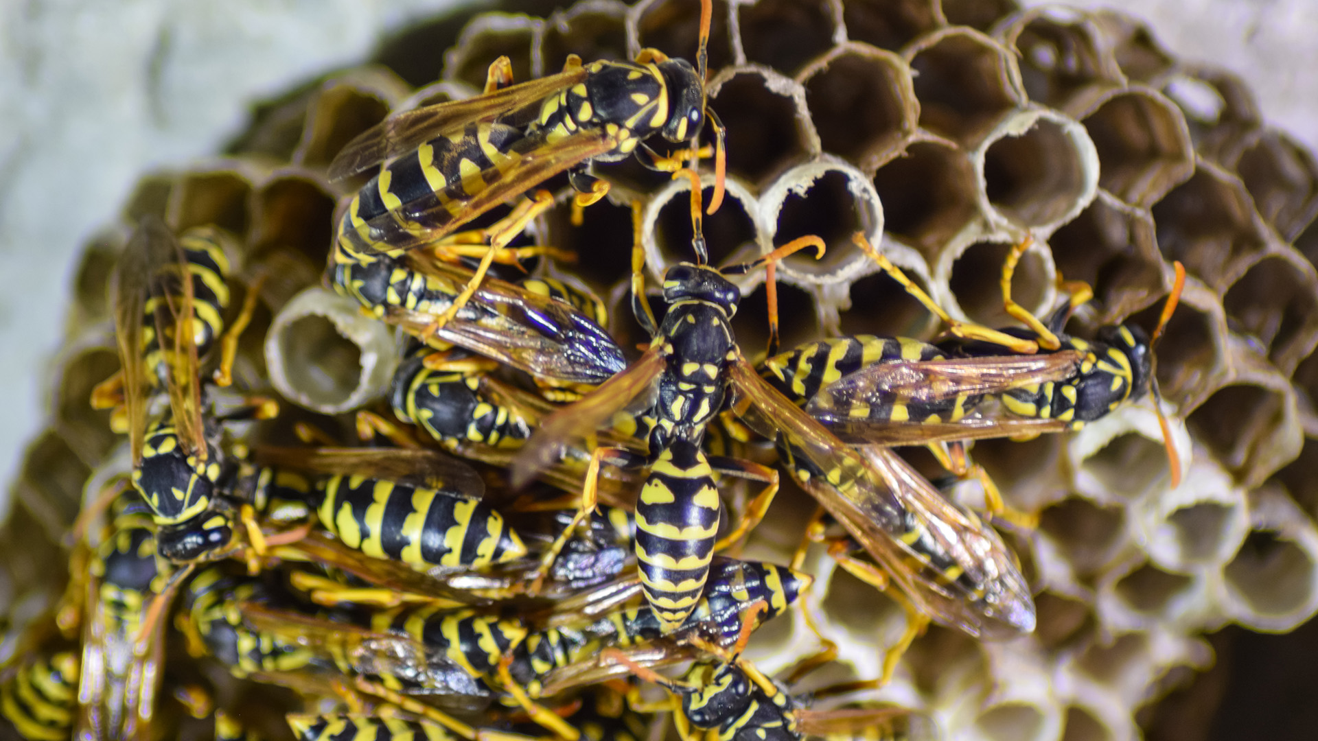 Why are wasps so annoying at this time of year?