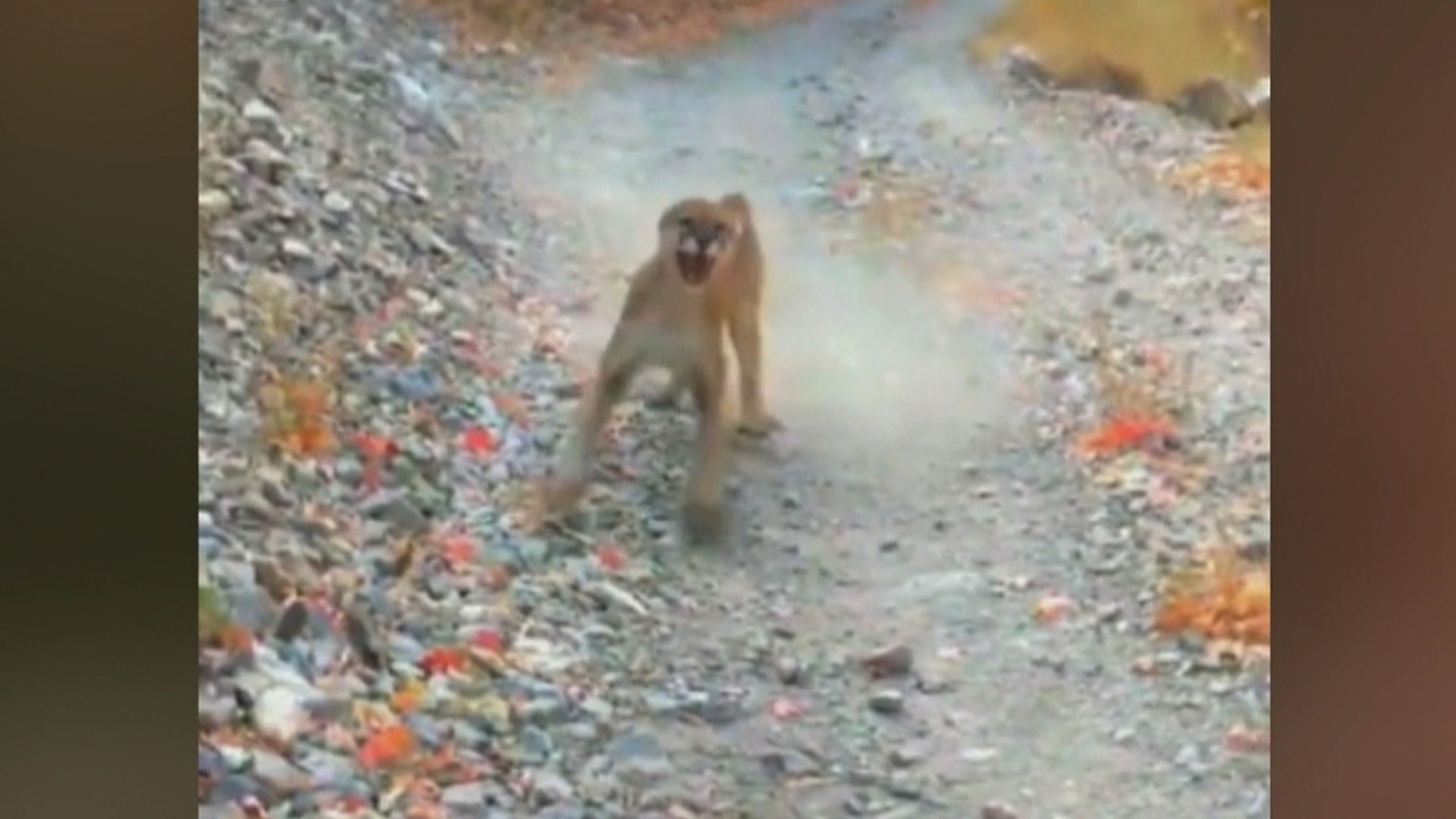 Hiker Gets A Clear Warning From A Cougar While On A Trail