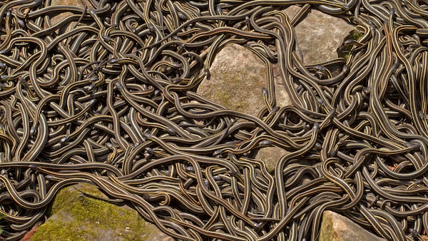 Interlake Region – Narcisse Snake Dens
