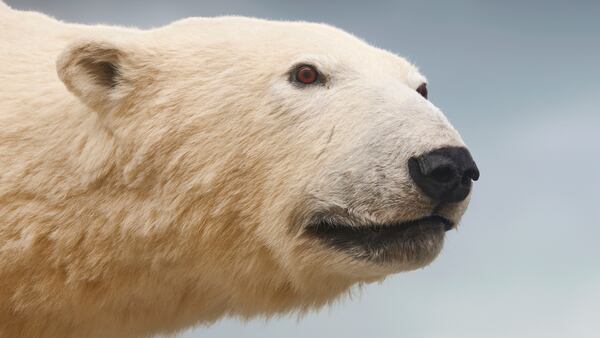 Prince of Wales Northern Heritage Centre