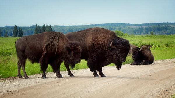 Riding Mountain National Park (Wasagaming Region)