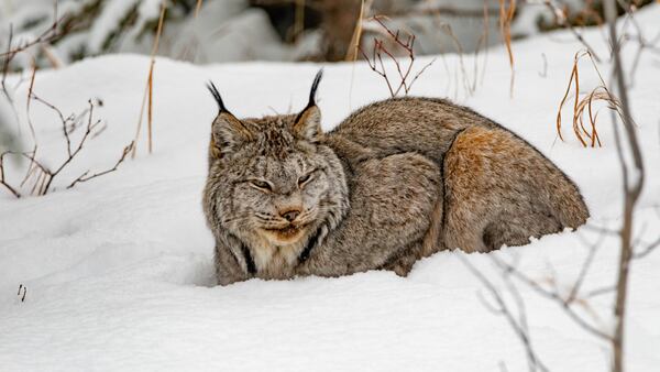 Yukon Wildlife Preserve – Near Whitehorse