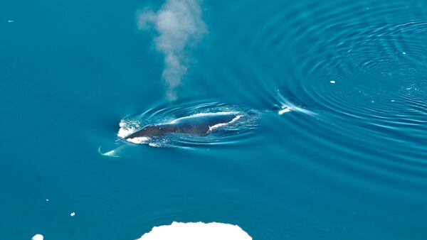 Kekerten Island – Baffin Island