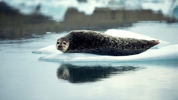 Sirmilik National Park – Baffin Island