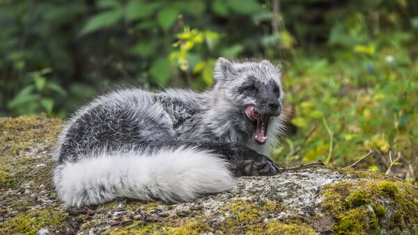 Qaummaarviit Territorial Park – Near Iqaluit