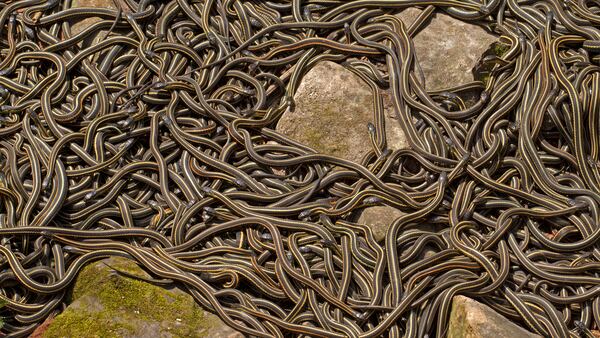 Interlake Region – Narcisse Snake Dens