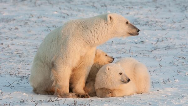 Churchill (Northern Manitoba)